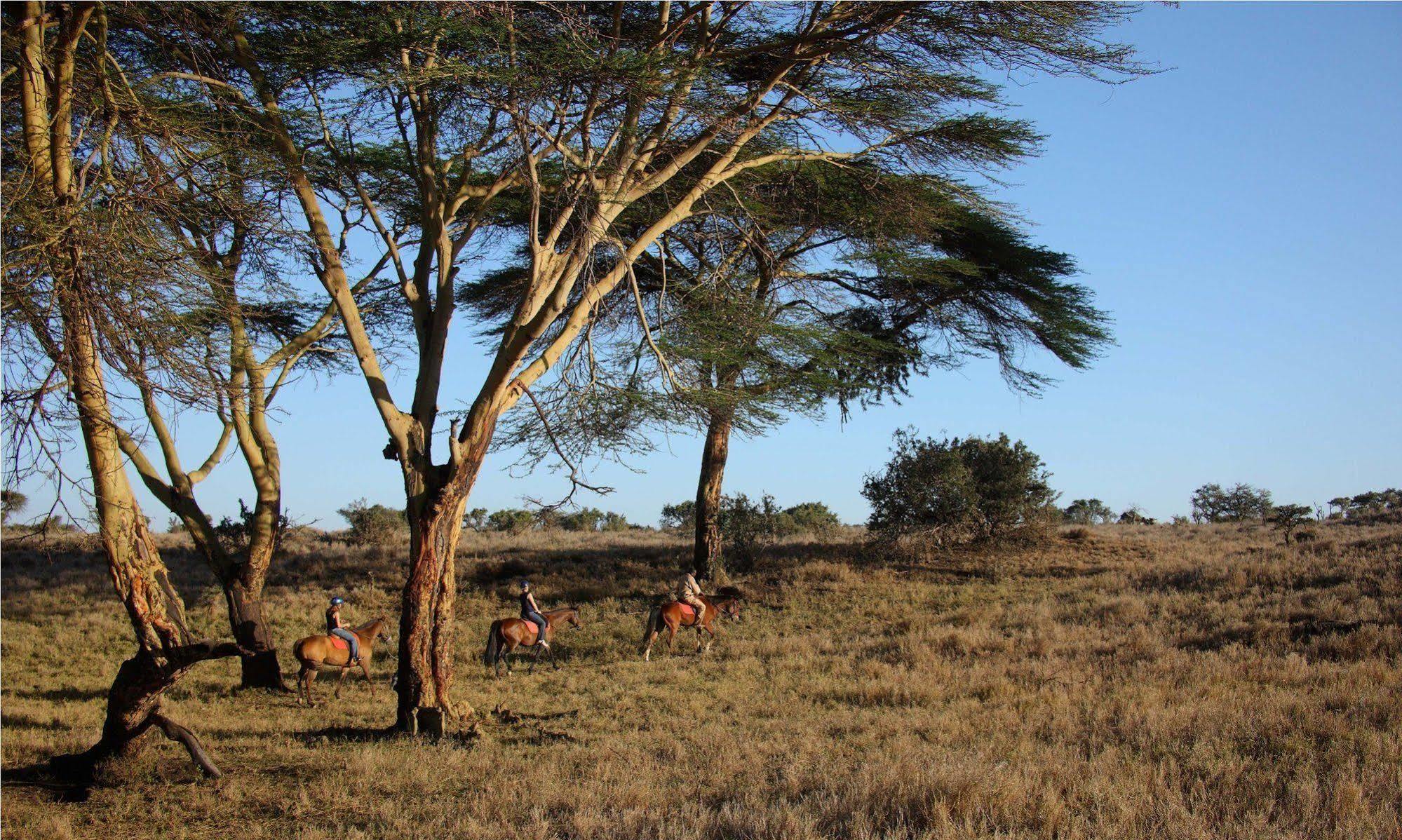 Hotel Elewana Lewa Safari Camp à Timau Extérieur photo